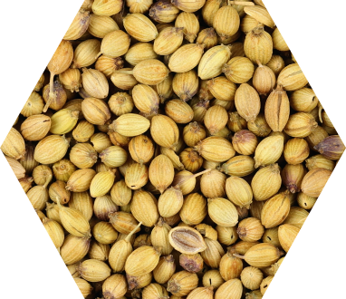 Coriander